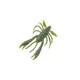 Berkley GSCRBY2.5-WM GULP CRABBY 2.5IN WATERMELN