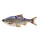 Savage Gear 3D LT ROACH 25CM 216G S BLUE ROACH
