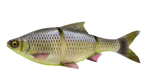 Savage Gear 3D LT ROACH 32CM 420G SS HUGO