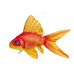HALAS PÁRNA ARANYHAL 50CM
