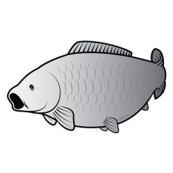 Öntapadó ponty SILVER 