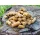 DUDI BAIT CSL PELLET 1kg