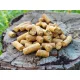 DUDI BAIT CSL PELLET 1kg