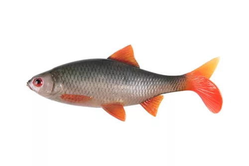 Ultra Natural Roach - 14cm